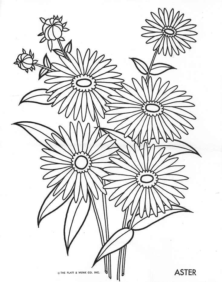 Back &gt; Gallery For &gt; Aster Flower Sketch