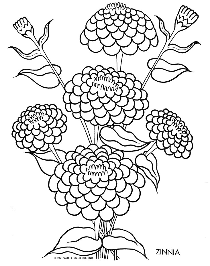 zinnia coloring pages - photo #4